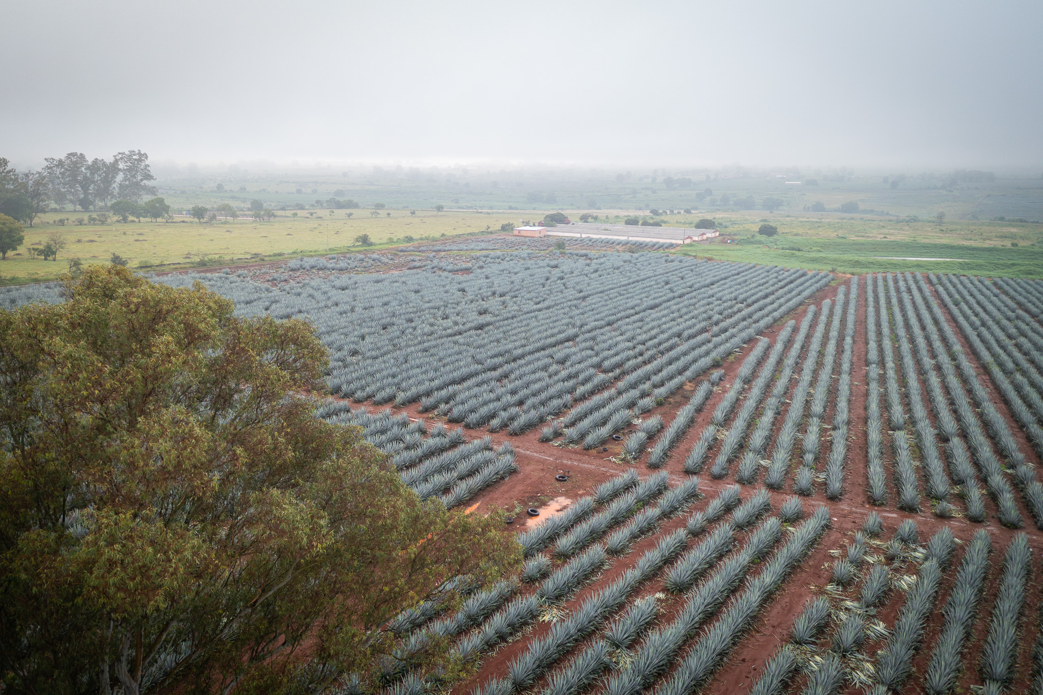 Aerial view of planted agave fields fading into low morning fog, with a distillery shed on the far edge.