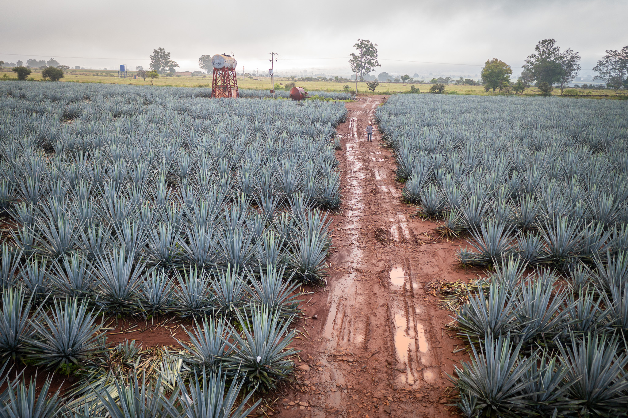 A worker walking a rutted red dirt road between rows of blue agave under low fog.