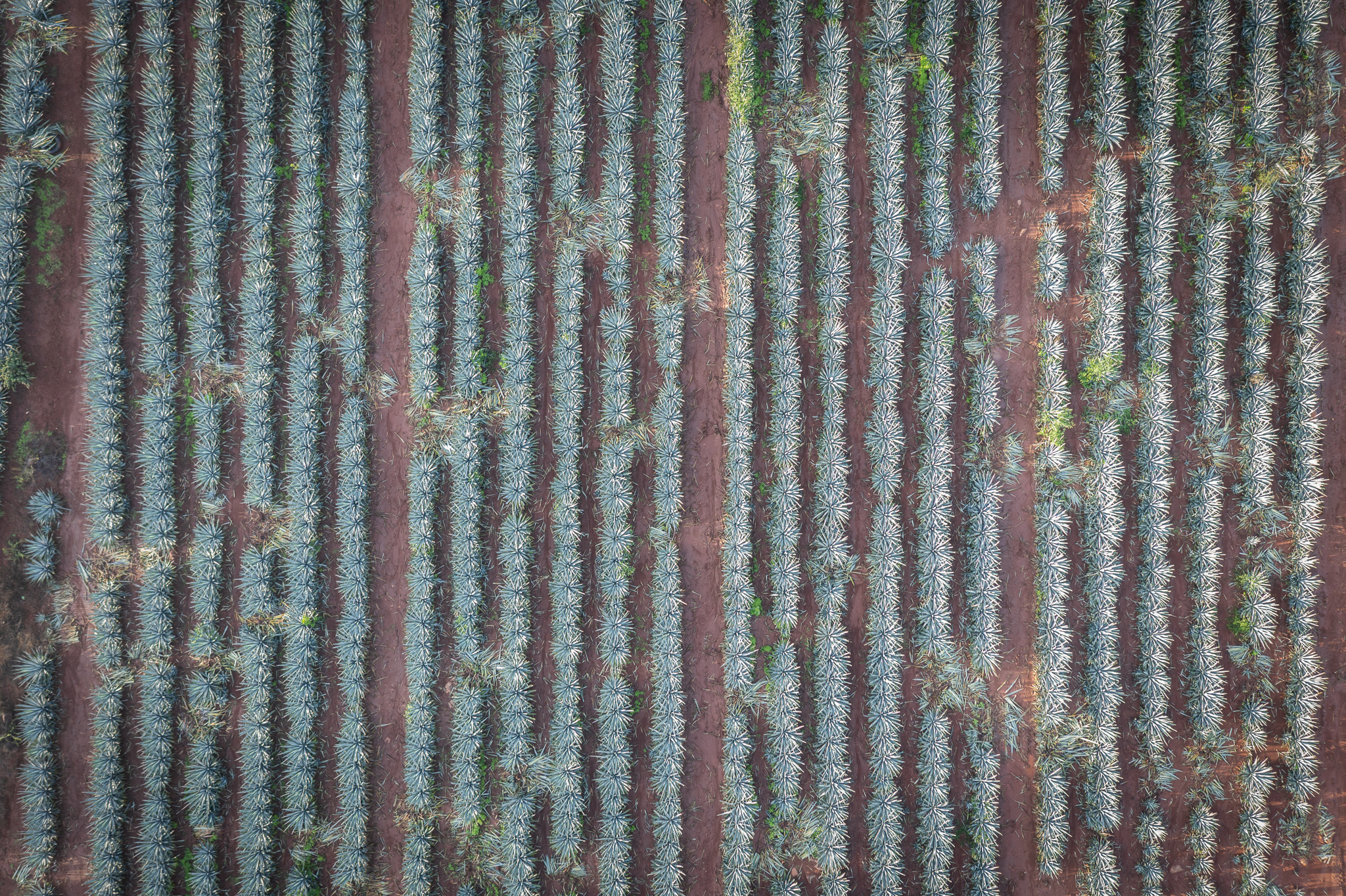 Aerial view straight down onto planted rows of blue agave in red soil.